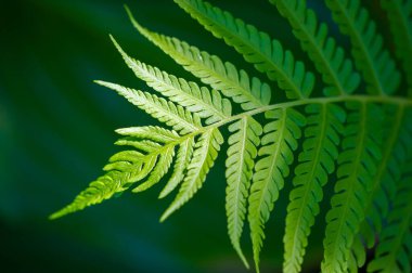 Unutulmaz yeşil eğreltiotu boyunca doğanın güzelliğini deneyimleyin. Bu başyapıttan yayılan yaşamı ve tazeliği takdir edin. Bu yeşil yaprak çevreye olan sevgiyi simgeliyor.