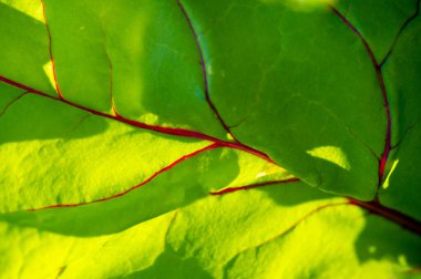 Potential new variety of beet with red veins on its leaves Unique and eye catching appearance May have different flavor or nutritional profile compared to traditional beets clipart