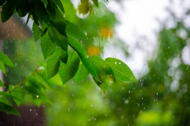Taze ve rahatlatıcı atmosfer tazeleyici ve canlandırıcı doğa güzelliği ve sükuneti.