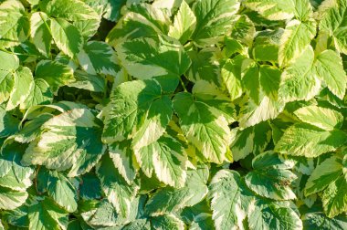 Aegodium podagraria bitkisinin çok güzel bir çeşidi. Herhangi bir bahçeye renk katacak yeşil ve beyaz yaprakları vardır. Güneş ve gölgede iyi yetişir.,