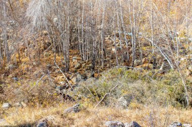 Tien Shan Dağları 'nda sonbaharın nefes kesici güzelliğini tecrübe edin. Kendinizi canlı renklere ve çarpıcı manzaraya daldırın. Doğa orkestrasının zıt paletinden büyülen..