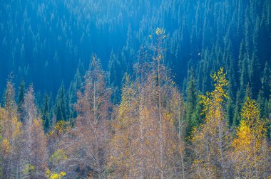 A serene walk among the autumn charm of the Tien Shan! Soak up the tranquility of this mountainside as you stroll through the lush greenery of pine trees and admire the vibrant flowers adorning every