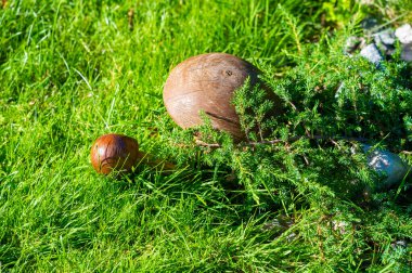 Süslü mantarlarla bahçenizin görünümünü iyileştirin. İki mantar heykeli herhangi bir açık alana tuhaf bir görünüm katar. Havaya dayanıklı malzemelerden yapılmış.,