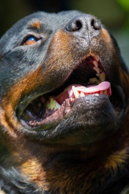 Bu uyarı köpeğinin yoğun odaklanma ve içgüdüsel dürtüsünü hisset. O çenelerin gücünü kullan ve en önemli şeyi koru.