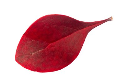 Beyaz arka planda sonbahar yaprakları. Sonbahar herkesin en sevdiği mevsimdir. Yapraklar renk değiştiriyor, hava serin ve hava açık hava aktiviteleri için mükemmel..