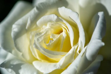 Gül bahçesi. Yüzeyin derinliği. Canlılık tüm buketi doldurur, yüksek merkezli büyük bir çiçeğe dönüşür, yapraklar kabarır, ve sarhoş edici bir lavanta kokusu.