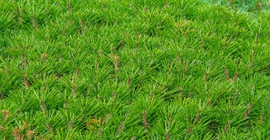 Needles. Pine needles. Texture. background. pattern.