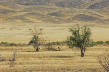 Çayır, düz, çöl. Güneşin barışçıl çölde bir başka güne veda ettiği nefes kesici bir renk gösterisi. Çöl Günbatımı