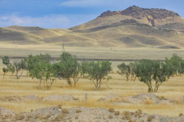 Çayır, düz, çöl. Güneş çöl doğasına veda ederken çiçeklerin büyüleyici dansına tanık olun.