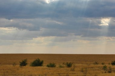 Çayır, düz, çöl. Kurak çölde huzurlu bir vaha Doğa 'nın Yalnızlığı