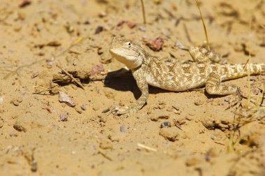 Ağa, etini ve kemiklerini tüketecek. Sadece Orta Asya 'nın efsanevi kartalı onu yenebilir. Ne pahasına olursa olsun kaçının..