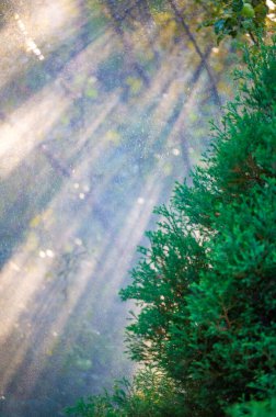 Yaz mevsiminin canlı renklerini ve çiçek açan çiçeklerini hissedin yemyeşil yaprakların üzerindeki yatıştırıcı yağmur damlalarının tadını çıkarın yaz boyunca kendinizi doğanın güzelliğine ve dinginliğine bırakın.