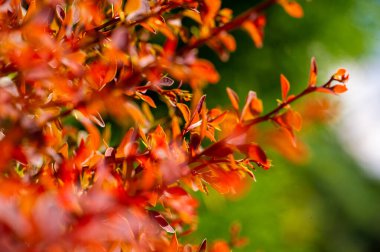 Süslü böğürtlen. Her türlü peyzaja güzellik ve renk ekler Kuraklığa dayanıklı ve düşük bakım bir hedge.border olarak kullanılabilir veya bahçelerde odak noktası olarak kullanılabilir