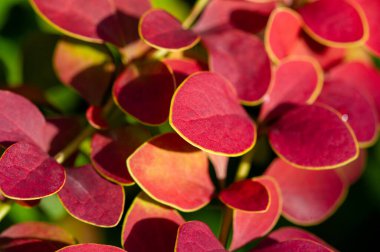Süslü böğürtlen. Herhangi bir bahçe ya da manzaraya canlı renk ve doku ekler. Çeşitli iklimlerde iyi yetişen düşük bakım gerektiren bir bitki. Sınırlar, çitler veya odak noktaları oluşturmak için harika