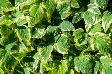 Aegopodyum podagraria, bir tür toprak örtüsü bitkisidir. Yeşil-beyaz yaprakları var ve hızla yayılıyor. Bahçedeki boşlukları doldurmak ya da sınır yaratmak için harika..