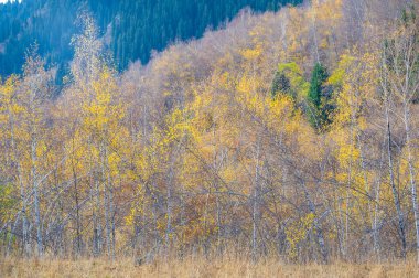 Tien Shan Dağları 'nın engebeli güzelliğini keşfedin. Nefes kesici çam ormanları ve huş ağaçları arasında yürü. Bu çarpıcı manzaranın sükunetini ve doğal harikalarını yaşayın..
