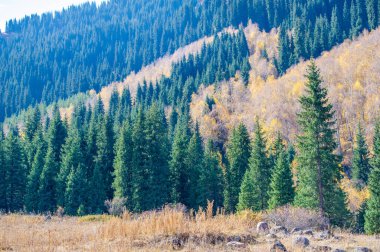 Tien Shan ladin ormanlarının güzelliğini tecrübe edin. Vahşi doğada canlı sonbahar renklerini keşfedin. Görkemli dağlarda yürü ve kendini doğanın cazibesine bırak..