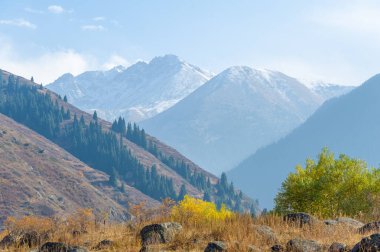 Görkemli Tien Shan ladin ve huş ağaçlarının büyüleyici güzelliğinin tadını çıkarın. Kayalık kayalıklar arasındaki sakin sonbahar manzarasına hayran kaldım. Kendini sonbaharın ihtişamına bırak.