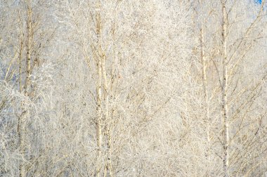 Karla kaplı cennetin büyüsünü hisset. Taze karın verdiği hazzı hisset. Kendinizi bir kış harikalar diyarına daldırın. Mevsimin saf neşesi ve serinliğiyle kendini şımart.