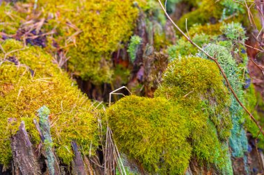 Doğal ve kırsal tasarım elementi. Her yere doğanın dokunuşunu getiriyor. Çiçek aranjmanlarına ya da teraryumlara doku ve derinlik eklemek için ideal.