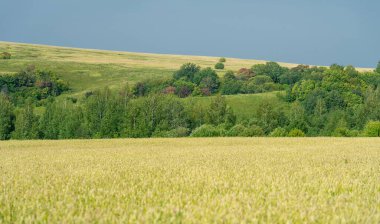 Ilıman ülkelerde yetişen ve ekmek, makarna, pasta vb. için un yapmak için kullanılan en önemli bitki olan buğday. ..