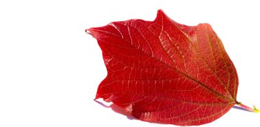 Beyaz arka planda sonbahar yaprakları. Ağaçları yapraklar dökülene kadar sev ve gelecek yıl tekrar denemeye davet et. Kazak havası birlikte daha güzel.