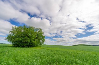Bahar fotoğrafçılığı, genç mısır gevreği çekimleri. Olgunlaşmış buğday. Parlak güneşin altında yeşil fotosentez filizleri. Fosfor ve nitrojen gübreleri tanıtıldı