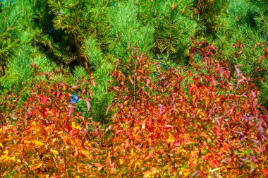 Renkli ağaç yapraklarıyla sonbaharın güzelliğinin tadını çıkar. Doğanın değişen renklerinin çarpıcı fotoğraflarını çek. Soğuk sonbahar havasında rahatlatıcı bir yürüyüşün tadını çıkar..