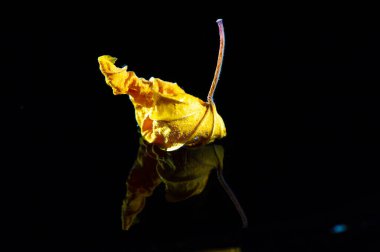 Paketleme ve pazarlama malzemeleri için eşsiz ve görsel açıdan çarpıcı bir görüntü. Her tasarıma renk ve doku katar. Çay karışımları, potpuri ya da el sanatlarında kullanılmak için harika..