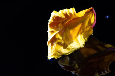 Koyu siyah arkaplanda çok güzel renkler var. Amfibik yaprağının detaylı dokusu ve damarları göze çarpıyor. Parlak ve görsel olarak çekici bir görüntü oluşturur.