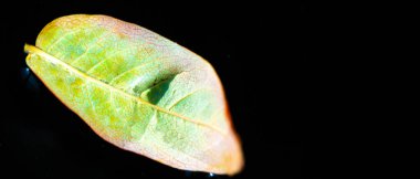 Rowan yaprağı sersemleticisi fotoğrafçılığa yakalanmış. Koyu bir arka planda parlak kırmızı yaprakların aksine. Doğanın güzelliği basit bir görüntüde..