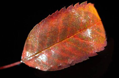 Parlak kırmızı yapraklar ve sonbahar temalı projeler veya tasarımlar için siyah arkaplan arasındaki Rowan Leaf çarpıcı karşıtlık. Doğanın güzelliğini basit ama canlı bir görüntüyle yakalar..