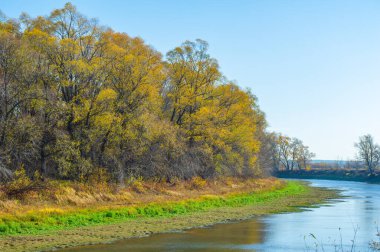 Nehir taşkın ovasında sonbaharın güzelliğinin tadını çıkar. Suya yansıyan sarı ağaçlara bak. Nehir kenarında huzurlu bir yürüyüş yap ve sonbahar renklerinin tadını çıkar..