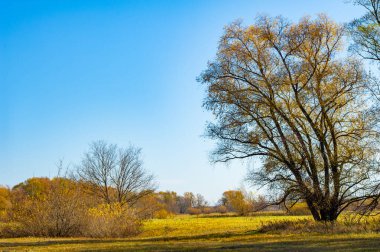 Nehir taşkın ovasında sonbaharın güzelliğinin tadını çıkar. Sarı ağaçların arasında yürü ve doğanın renklerinin tadını çıkar. Fotoğraf çekmek ve temiz havada dinlenmek için ideal bir yer..