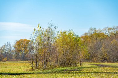 Nehir taşkın ovasında sonbaharın güzelliğinin tadını çıkar. Yaprakların sarıya dönüşmesini izle. Sarı ağaçların arasında huzurlu bir yürüyüş yap..