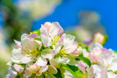 Narin çiçeklerle süslenmiş bir elma ağacı çarpıcı bir doğal güzellik yaratır. Yumuşak pembe taç yaprakları ağaç yapraklarıyla çok güzel tezat oluşturuyor. Doğanın nefes kesici manzaralar yaratabilme yeteneği.