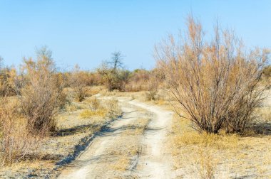 Sonbahar, Steppe. Çayırlar. Yapraklar dökülmeye başladığında bu toprak yolda bozkırın gizli harikalarını keşfedin. Kendini doğanın saf güzelliğine daldır.,