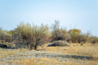 Sonbahar, Steppe. Çayırlar. Sonsuz sonbahar bozkırları arasında, bu yalnız ağaç bize güçlü olma ihtiyacını hatırlatıyor, dünya alışılmadık ve sürekli değişen görünse bile. Köklerini bul