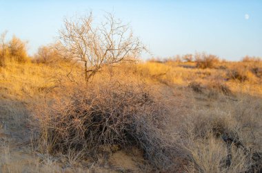 Gün batımında çölün huzurlu güzelliğinin tadını çıkar. Kum tepelerinin üzerinde gün batımındaki çarpıcı renk oyununa tanık olun. Kendinizi sonbahar bozkırının dinginliğine daldırın. Nefes kesici güzelliğin tadını çıkar.