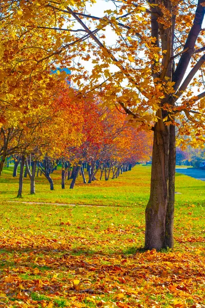 Sonbahar manzarası, fotoğraftaki sonbahar çizimi, sarı bordo kırmızı yapraklar, yaz dilekçesi, neşeli resimler.