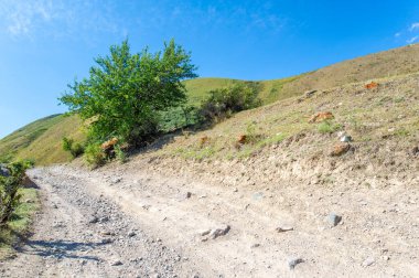 Azim en iyi halindedir: Bu muazzam ağaç, her şeye karşı koyan, sert ve çorak bir kayanın üzerine kurulmuştur. Kim demiş doğanın kollarında sihir yoktur diye? Doğa her zaman kazanır.