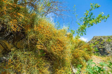 Ephedra distachya Orta Asya ve Güneydoğu Avrupa 'nın yerlisi. Uyarıcı özellikleri için geleneksel tıpta kullanılır. Çöl çayı ya da eklem çamı olarak da bilinir..