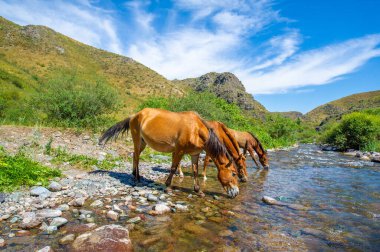 Nehir atlarla yarışıyor, su içiyor. Akan bir nehir ve bir at sürüsüyle doğal manzara. Susuzluklarını gideren vahşi atların güzel bir görüntüsü..