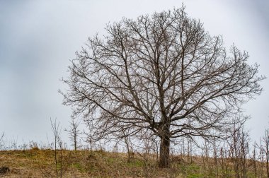 Kendini doğanın güzelliğine, yemyeşil halılarla daldır. Canlı bitki örtüsü aracılığıyla yeni başlangıçların mucizesine tanık olun. Tecrübe bolluğu ve neşe