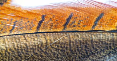 Bu sülün tüyünün yumuşaklığını ve hafifliğini hisset. Zarif yüzüşünün zarif güzelliğini takdir et. Arkanızda bu ruhani tüyle büyülü bir iz bırakın.