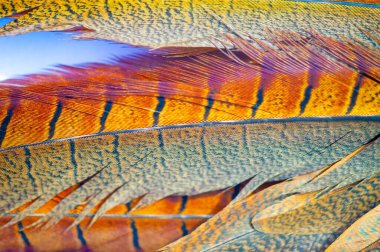 Sülün tüyünün güzelliğiyle doğanın cazibesini hisset. Sülün tüyünün büyüleyici cazibesiyle merakını serbest bırak. Doğanın krallığı senin mekanında canlansın.