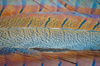 Tüy İnceliği enfes sülün tüyü ürünleri sunar. Çarpıcı ürünlerimizle doğanın güzelliğinin tadını çıkarın. Zarif ve eşsiz aksesuarlarımızla tarzınızı yükseltin.