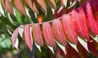 Ağaçların dallarında sonbahar yaprakları. Mandalina kırmızısı. Kaleydoskopik yapraklardan. Geçen yazın zümrüt halısında sonbahar sihrini örten bir duvar halısı yaratır.