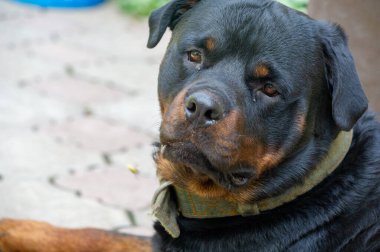 Korkusuz ve otoriter gardiyan sessizce güç hissi yayar Rottweiler yaşamının özünü somutlaştırır.