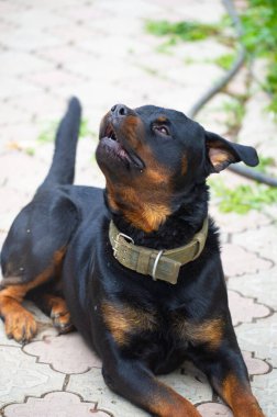 Korkusuz ve otoriter gardiyan sessizce güç hissi yayar Rottweiler yaşamının özünü somutlaştırır.